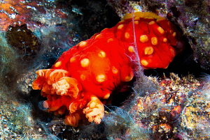 Gymnodoris aurita/Photographed with a Canon 60 mm macro l... by Laurie Slawson 